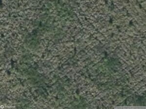 Aerial view of dense vegetation, showcasing various shades of green and natural patterns.