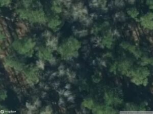 Aerial view of dense forest with varying shades of green and some lighter patches.