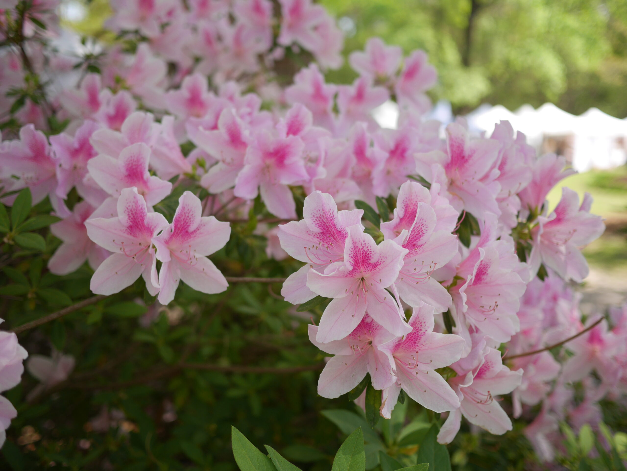 Pink azalea flowers bloom densely, showcasing delicate petals and vibrant colors in a garden setting.