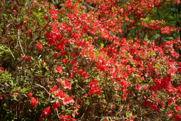 Vibrant red azalea flowers bloom densely among green leaves.