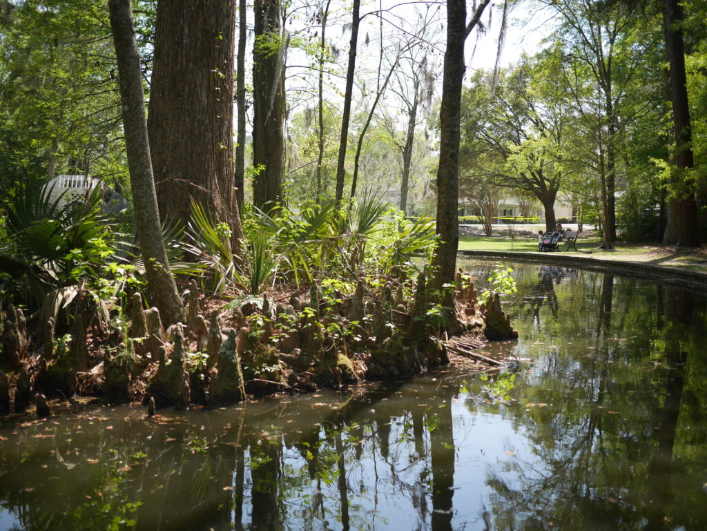 Lush greenery surrounds a calm pond, with cypress knees visible and benches in the background.