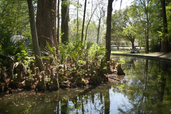 Lush greenery surrounds a calm pond, with cypress knees visible and benches in the background.
