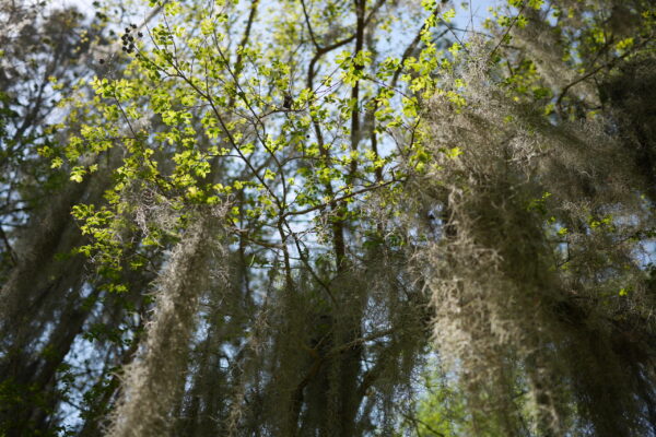 Green leaves and Spanish moss hang from branches against a bright sky.