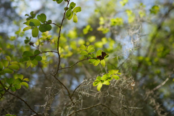 Close-up of green leaves and moss hanging from branches in a natural setting.