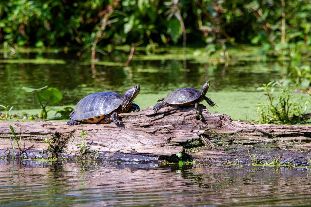 Turtle Pond in Azalea Park in Summerville, SC