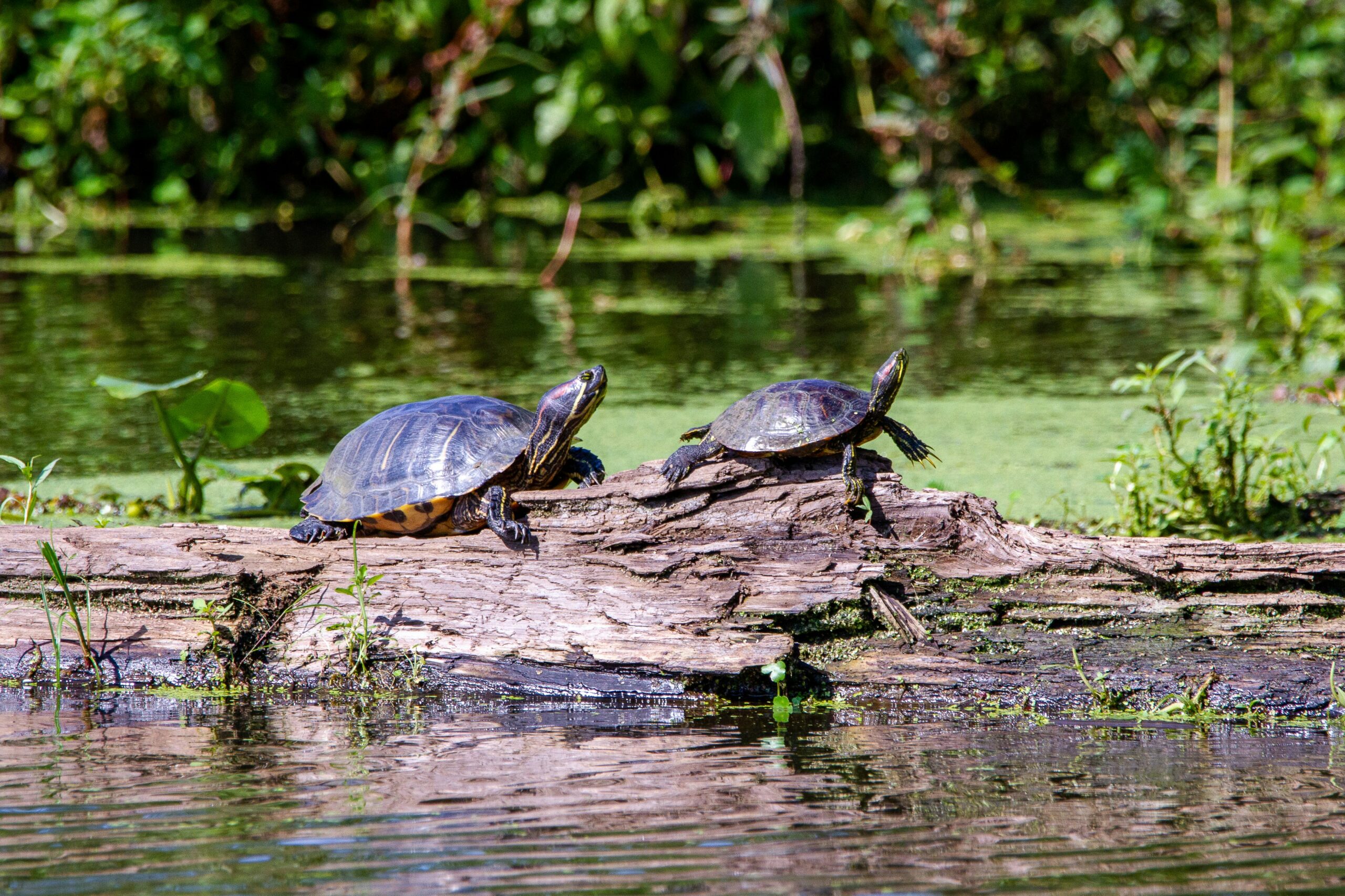 Two turtles bask on a log beside a calm, green-tinted pond surrounded by lush vegetation.