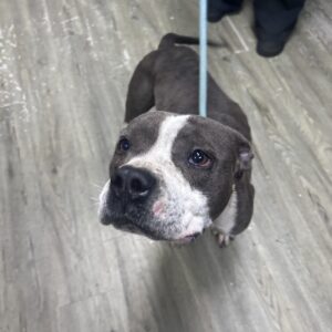 A gray and white dog looks up, wearing a leash, in a room with wooden flooring.