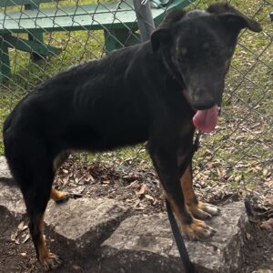 A black dog with tan legs stands on a rock, panting, near a chain-link fence and green benches.