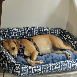 A dog rests in a patterned dog bed, wearing a harness, looking relaxed.