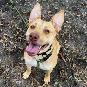 A happy tan dog with perked ears sits on the ground, tongue out, surrounded by fallen leaves.