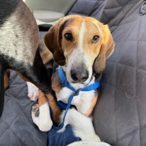 A beagle with a blue harness sits on a blanket, surrounded by other dogs' legs.