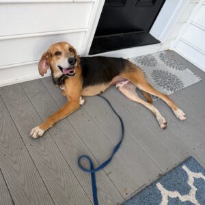 A relaxed dog lies on a porch, smiling with a leash beside it.