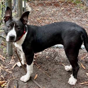 A black and white dog stands beside a chain-link fence, looking curiously at the camera.