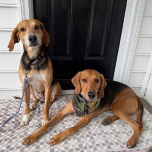 Two dogs sit on a patterned mat in front of a black door, one wearing a camouflage scarf.