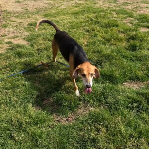 A dog walks on grass, tongue out, with a leash attached.