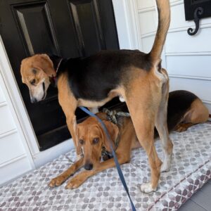 Two dogs interact on a mat in front of a black door; one stands over the other.