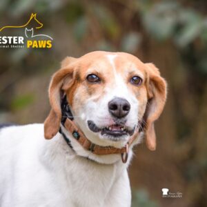 A beagle with a brown and white coat stands outdoors, looking directly at the camera.