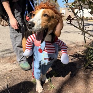 A dog in a blue outfit with red stripes and a wig, happily panting while being walked.