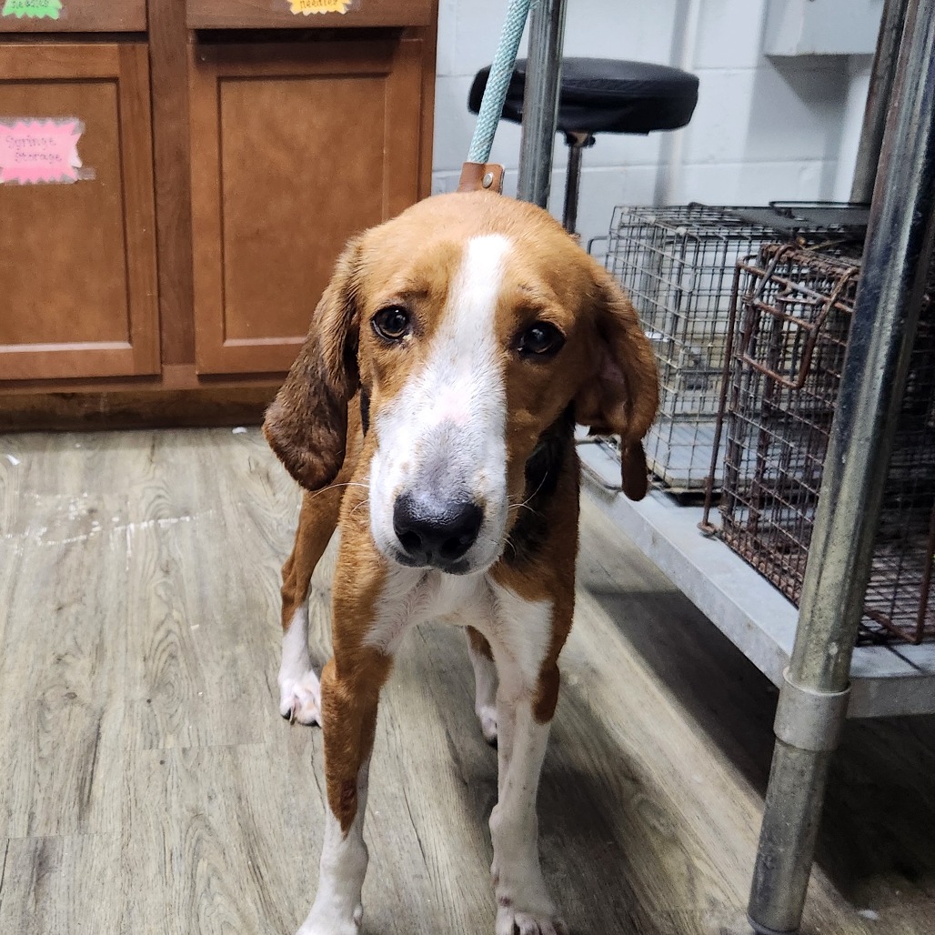 A brown and white dog stands on a wooden floor, looking directly at the camera in a room with cabinets.