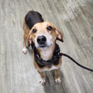 A brown and black dog stands on a wooden floor, looking up with a curious expression while on a leash.