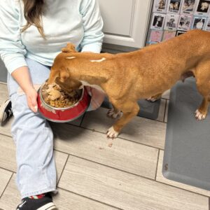 A person sits on the floor feeding a dog from a red bowl filled with food.