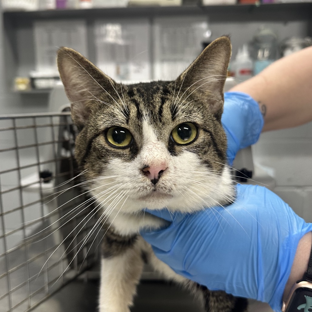 A person in blue gloves holds a tabby cat in a veterinary setting. The cat looks directly at the camera.