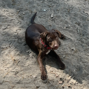 A brown dog with a red collar lies on sandy ground, looking curiously at the viewer.
