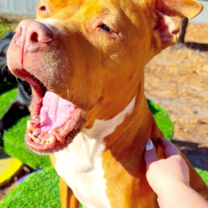 A brown dog yawns while a hand gently pets its neck in a sunny outdoor setting.