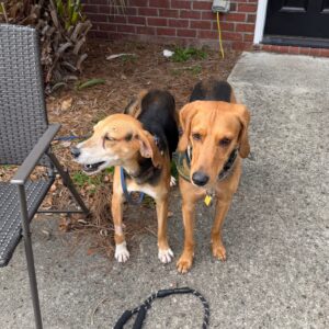 Two dogs stand side by side on a concrete surface, with a chair nearby and a leash on the ground.