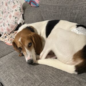 A beagle lies curled up on a gray couch, resting its head on its paws.