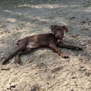 A brown dog with a pink collar lies on sandy ground, looking curiously at the camera.