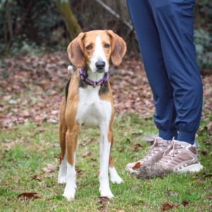 A beagle stands on grass beside a person wearing blue pants and sneakers. Leaves cover the ground.
