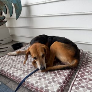 A dog lies curled up on a patterned dog bed, looking towards the camera with a leash attached.