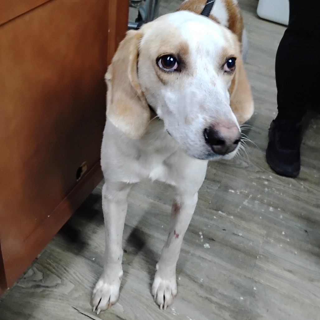 A light-colored dog stands near a wooden cabinet, looking curiously at the camera.