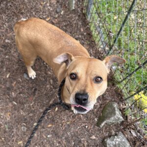 A brown dog with a black collar looks up, tongue out, near a fence and rocks.