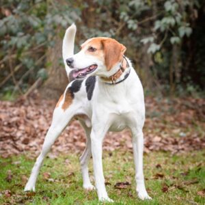 A happy dog with a brown and white coat stands on grass among fallen leaves, looking to the side.