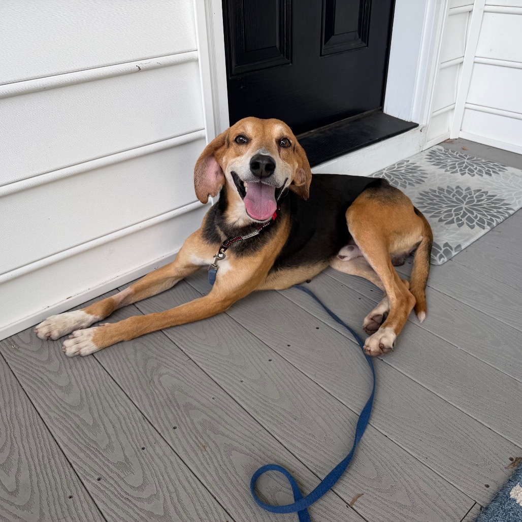 A happy dog lies on a porch, tongue out, with a leash attached. A welcome mat is nearby.