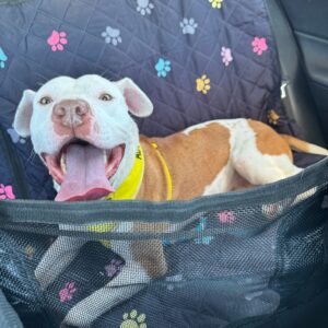 A happy dog with a yellow collar sits in a car, tongue out, on a paw-print patterned seat cover.
