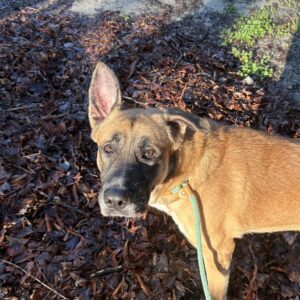 A brown dog with a black snout stands on a bed of leaves, looking directly at the camera.