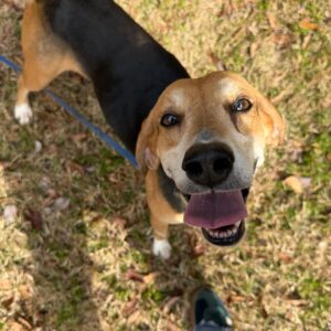 A beagle with a happy expression stands on grass, tongue out, looking up at the camera.