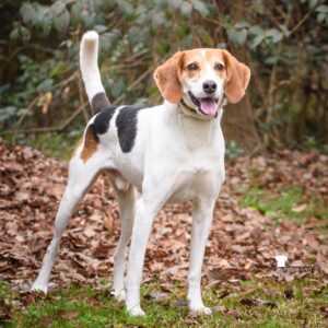A beagle stands on a bed of leaves, smiling with its tongue out, surrounded by greenery.