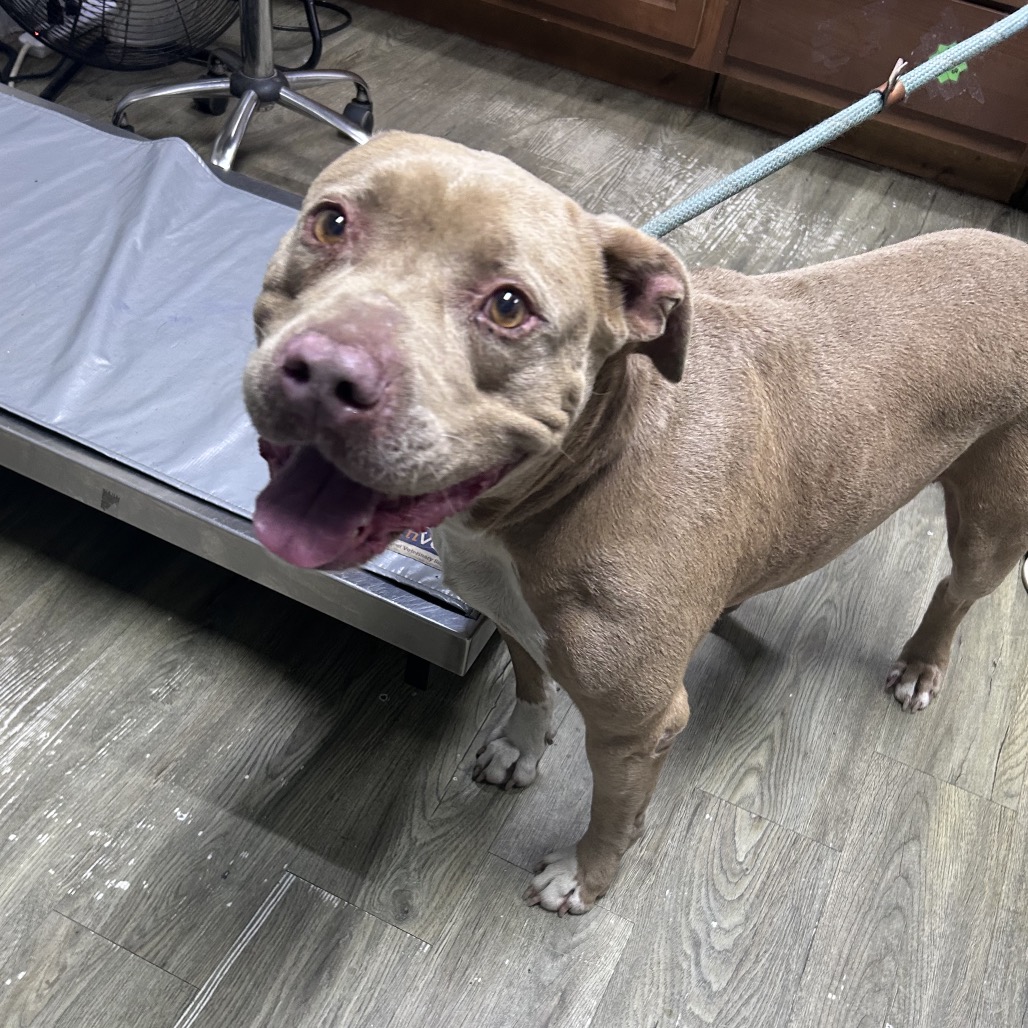 A light brown dog with a happy expression stands on a wooden floor, leashed near a metal examination table.