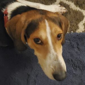 A brown and white dog looks directly at the camera, resting on a blue blanket.