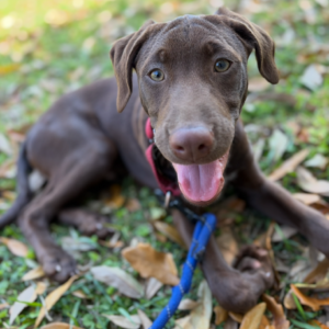 A playful brown dog lies on grass, wearing a red harness and blue leash, with its tongue out.