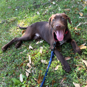 A brown dog lies on grass, panting happily, with a leash attached. Leaves scattered around.