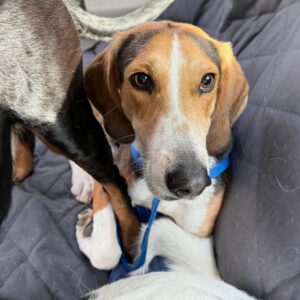 A beagle with a blue harness sits on a gray blanket, surrounded by other dogs.
