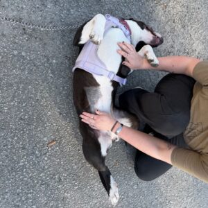 A person pets a relaxed dog lying on its back, wearing a purple harness, on a paved surface.
