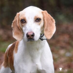 A close-up of a beagle with brown and white fur, looking directly at the camera.