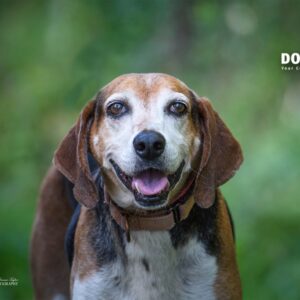 A smiling beagle stands in a green outdoor setting, looking directly at the camera.