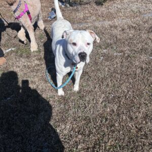 A white dog on a leash stands on grass, with another dog partially visible in the background.